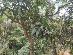 -火炉山森林公园