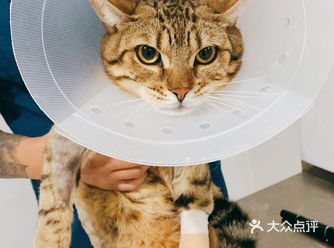 家里俩猫打架，把警长的胳膊咬了俩个洞，化脓感染了