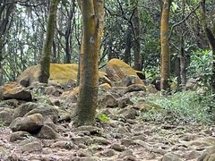 -火炉山森林公园