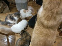 -滚猫咖啡·猫咖·猫友好撸猫(未来城店)