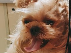 -利又安动物医院··老年病·猫科犬科·中兽医