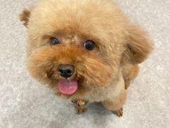 -BABIT巴比特宠物(MOMOPARK店)