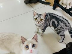 -鼓捣猫呢主题猫咖店