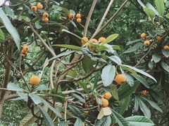 -塘栖枇杷特色园区