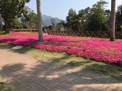 -广州市流溪河国家森林公园