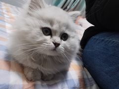 -欣宠猫屋·矮脚拿破仑·蓝金金渐层