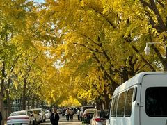 -三里屯东五街银杏大道