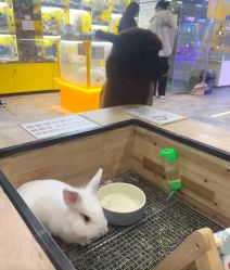 点击看大图 -神奇动物撸宠馆·羊驼·小浣熊·异宠(豫园店)