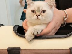 -瑞派康怡24h宠物医院·犬猫医疗中心·微创绝育(瑞景分院)