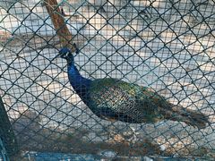 -北京鹿世界主题园