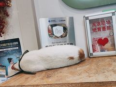 -爱侣·安琦尔宠物医院·中兽医针灸·心内科·狂犬免疫点(宝山区院)