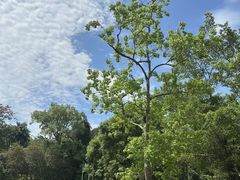 -南宁良凤江国家森林公园