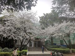 -武汉大学-樱园