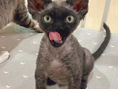 -十年猫舍·猫咪专门店(普陀店)