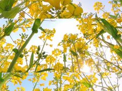 -西京湾花海