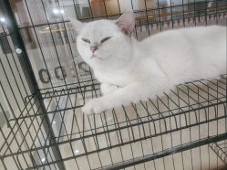 -镁连社·美联社