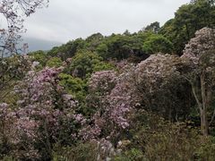 -梧桐山风景名胜区