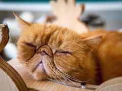 -飞行喵MR PILOT|猫舍·猫咖(静安大融城店)