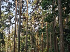-冶父山国家森林公园