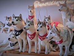 -Husky Go! 哈士奇体验馆·宠物咖啡厅狗咖