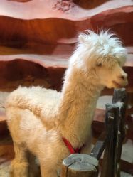 -酷嗒动物文化乐园(cutezoo西溪乐天城店)