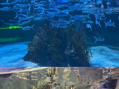 -正佳极地海洋世界