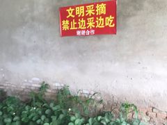 -大自然农场蔬菜草莓采摘园
