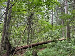 -五营红松林海景区