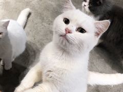 -浣熊柯尔鸭土拨鼠·电玩咖