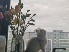 -四月宠物医院·猫专科·心脏专科·内科(转塘店)