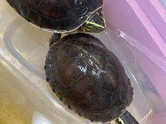 -瑞派名望24h动物医院异宠专科·猫专科·骨科·重症监护分院
