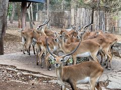 -清迈夜间动物园