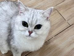 -李小姐の猫咖啡馆(五角场店)