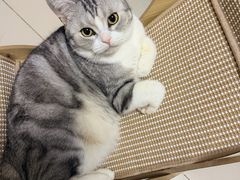 -美联众合动物医院·伴可分院·内科中心医院
