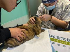 -雨林宠物医院 非犬猫异宠专科