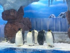 -海合安成都极地海洋公园