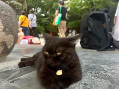 -龙华素斋(龙华路店)