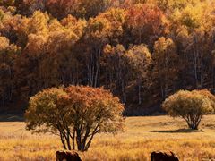 -塞罕坝国家级自然保护区