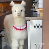超级可爱的羊驼宝宝🦙喝杯咖啡☕️就能撸羊驼不香吗？