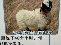 -青藏高原野生动物园