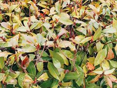 -扬州大运河文化旅游度假区·盆景园