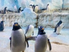 -帝企鹅自助餐厅•儿童岛•真企鹅(长隆企鹅酒店)