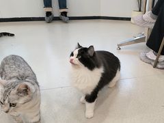-共舞时光猫咖·狗咖(新街口店)