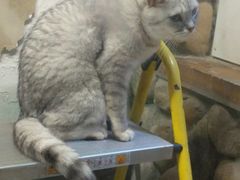 -猫咪博物馆(顶澳仔猫街店)