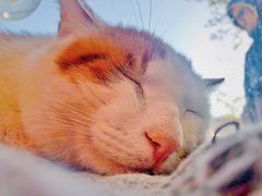 -平行世界·猫咖(首经贸店)