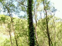-碓臼峪自然风景区