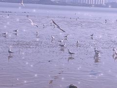 -深圳湾公园(南山区)