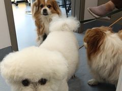 -宠物星动物医院·眼科·异宠·猫科(江南大道总院)