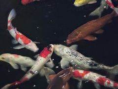 -侠成水上农庄(工业大道店)