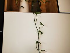 -大自然花鸟鱼虫市场